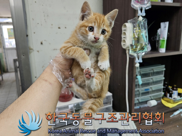 한국동물구조관리협회_411306202300328